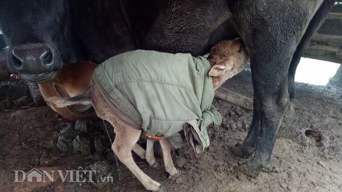 Chùm ảnh: Người dân Tây Bắc nhường áo rét mặc cho gia súc giữ ấm